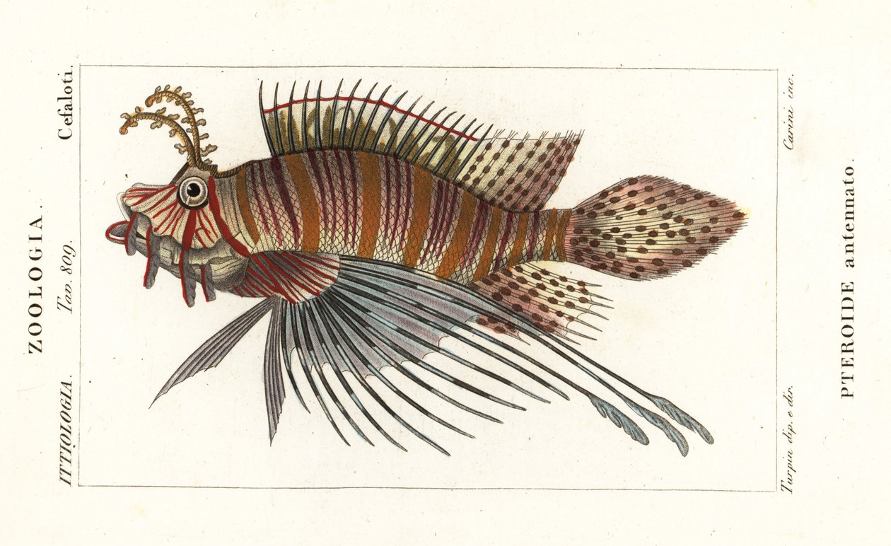 Spotfin løvefisk, Pterois antennata af Stanghi Stanghi