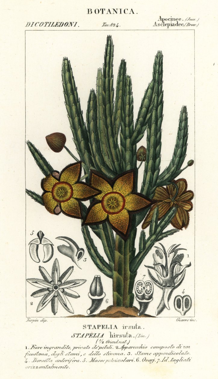 Søstjerneblomst eller ådselplante, Stapelia hirsuta af Stanghi Stanghi