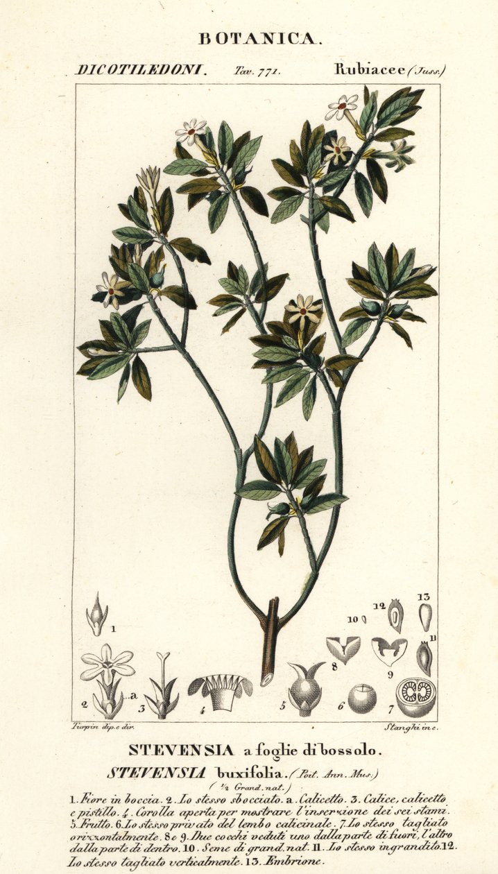 Stevensia buxifolia af Stanghi Stanghi