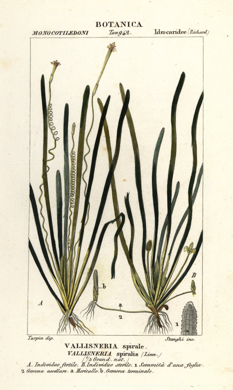 Tapegræs eller ålegræs, Vallisneria spiralis af Stanghi Stanghi