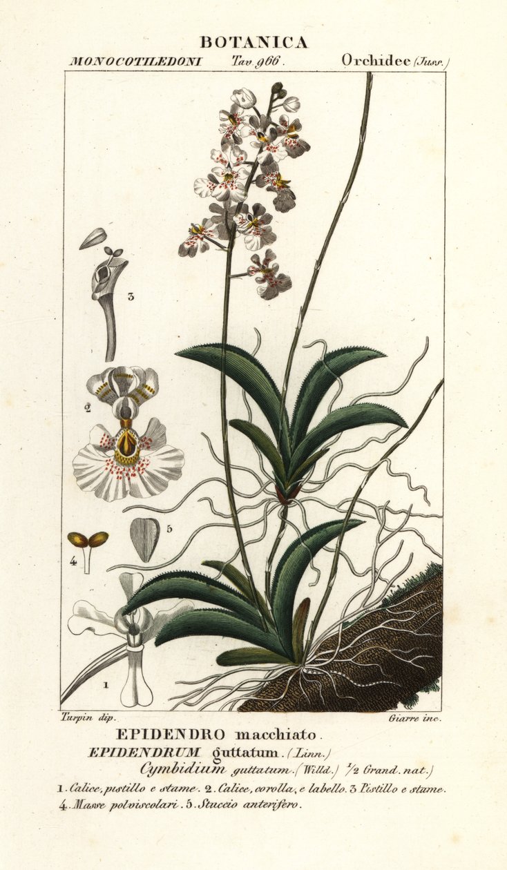 Tolumnia guttata orkidé af Stanghi Stanghi