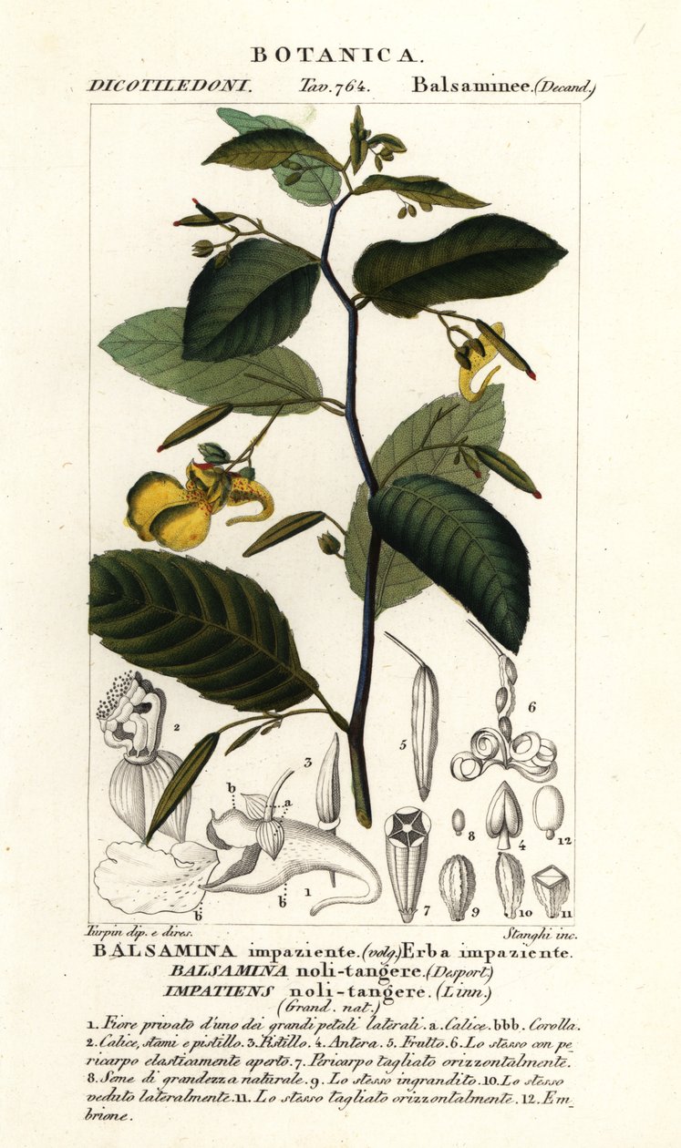 Rør-mig-ikke-balsam, Utålmodig ikke-rør af Stanghi Stanghi