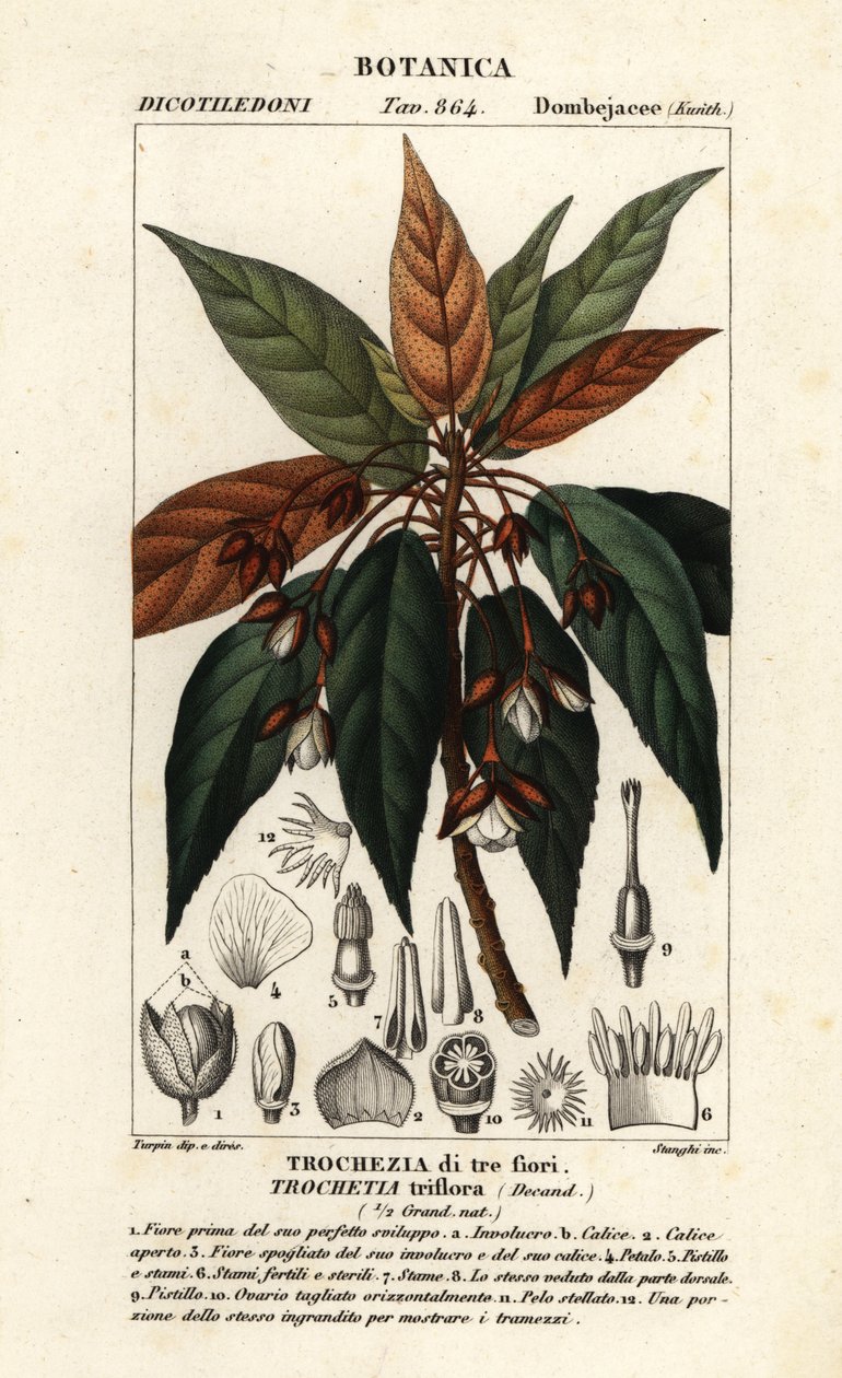 Trochetia triflora af Stanghi Stanghi
