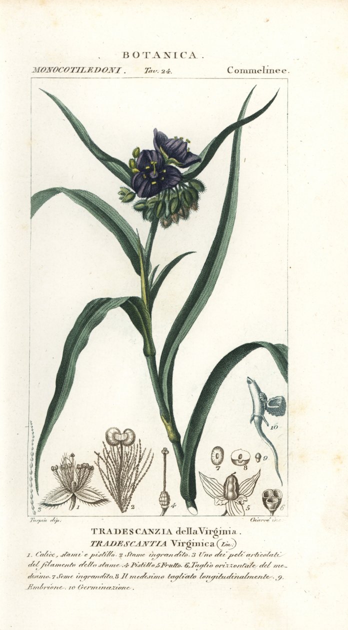Virginia spiderwort, Tradescantia virginiana af Stanghi Stanghi