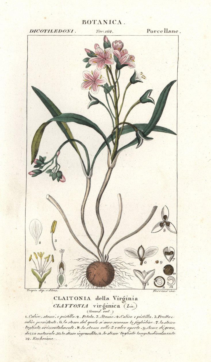 Virginia springbeauty, Claytonia virginica af Stanghi Stanghi