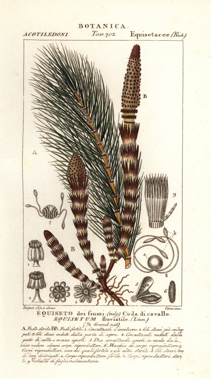 Vandpadderok, Equisetum fluviatile af Stanghi Stanghi