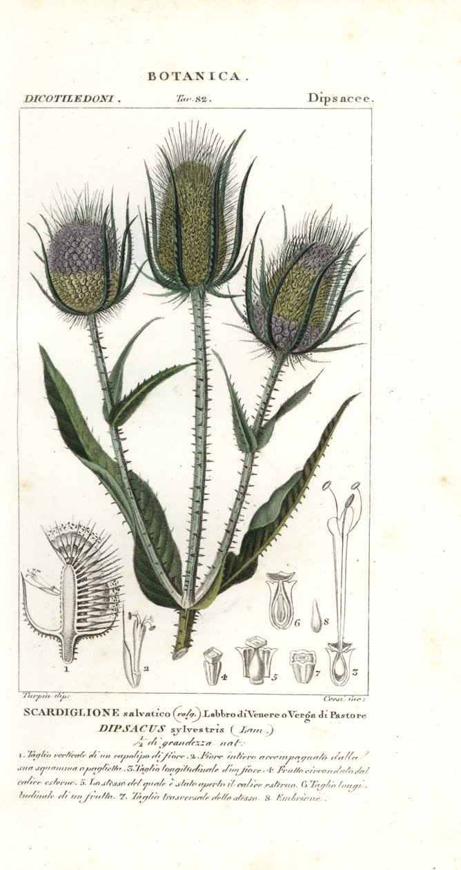 Vild tesel eller fulder tesel, Dipsacus fullonum af Stanghi Stanghi