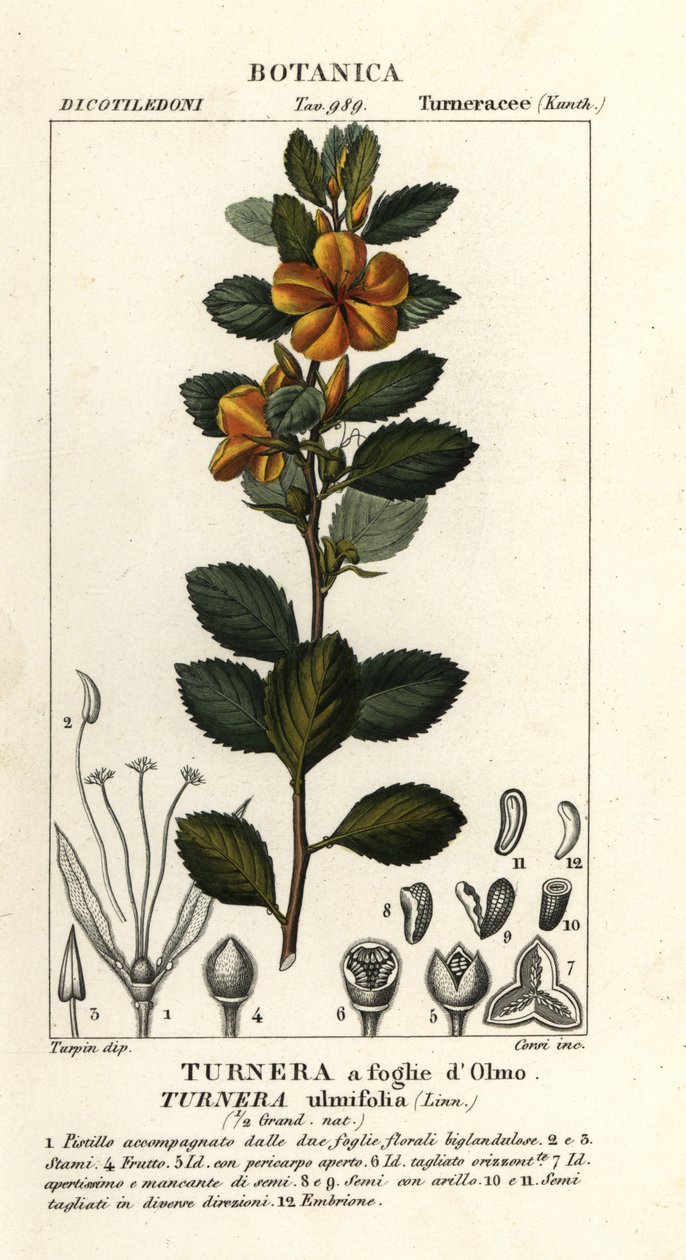 Gulel, Turnera ulmifolia af Stanghi Stanghi