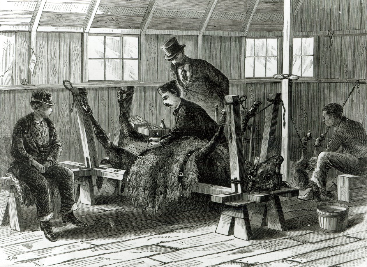 Tager virus fra kalven, illustration fra 