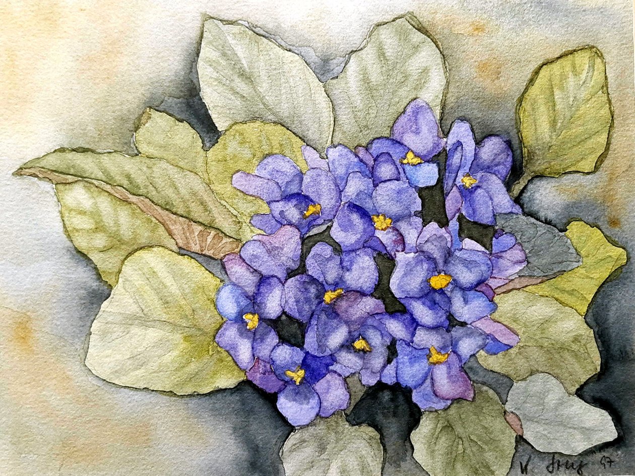 afrikanske violer af Steegs Art Karin