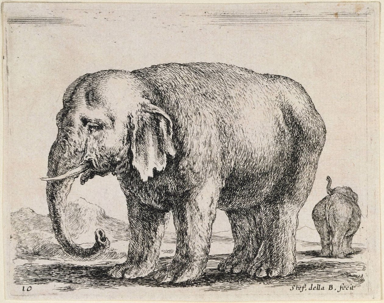 Elefant af Stefano della Bella