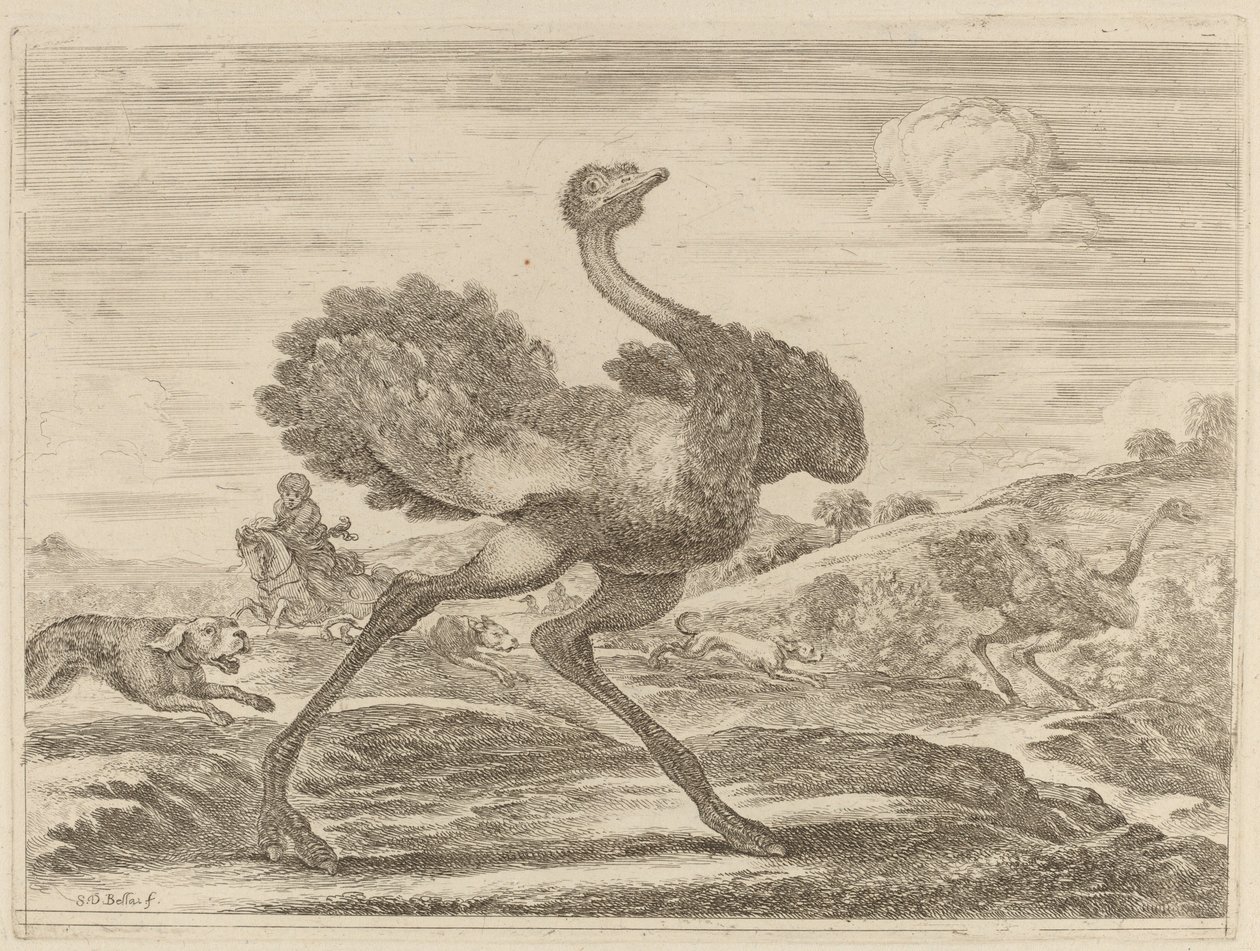 Strudsejagt af Stefano della Bella