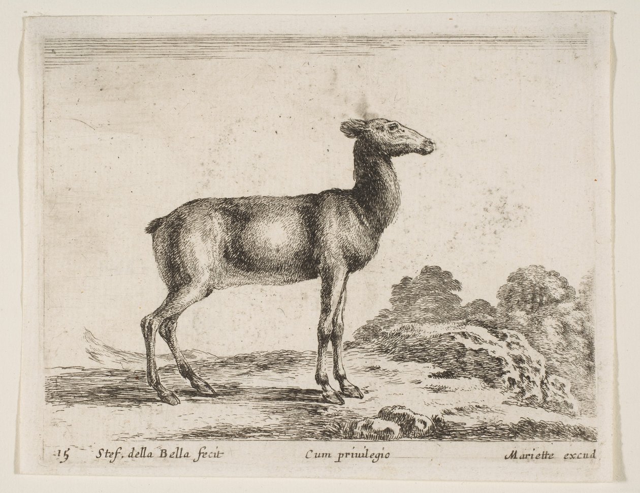 Tavle 15: då, fra Diverse dyr Diversi animali, ca. 1641. af Stefano della Bella