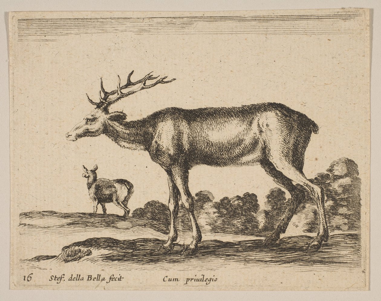 Tavle 16: kronhjort, fra Diverse dyr Diversi animali, ca. 1641. af Stefano della Bella