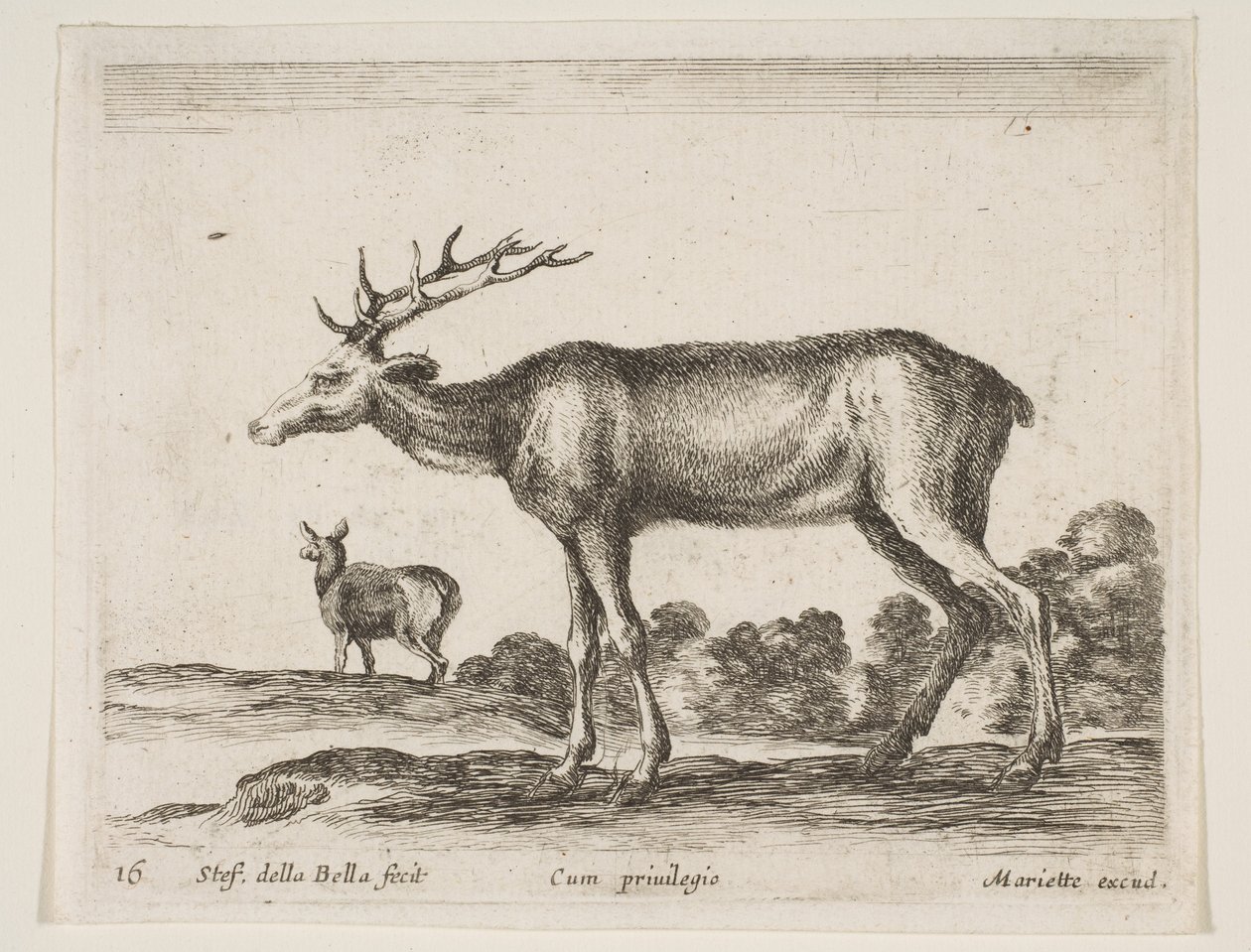 Tavle 16: kronhjort, fra Diverse dyr Diversi animali, ca. 1641. af Stefano della Bella