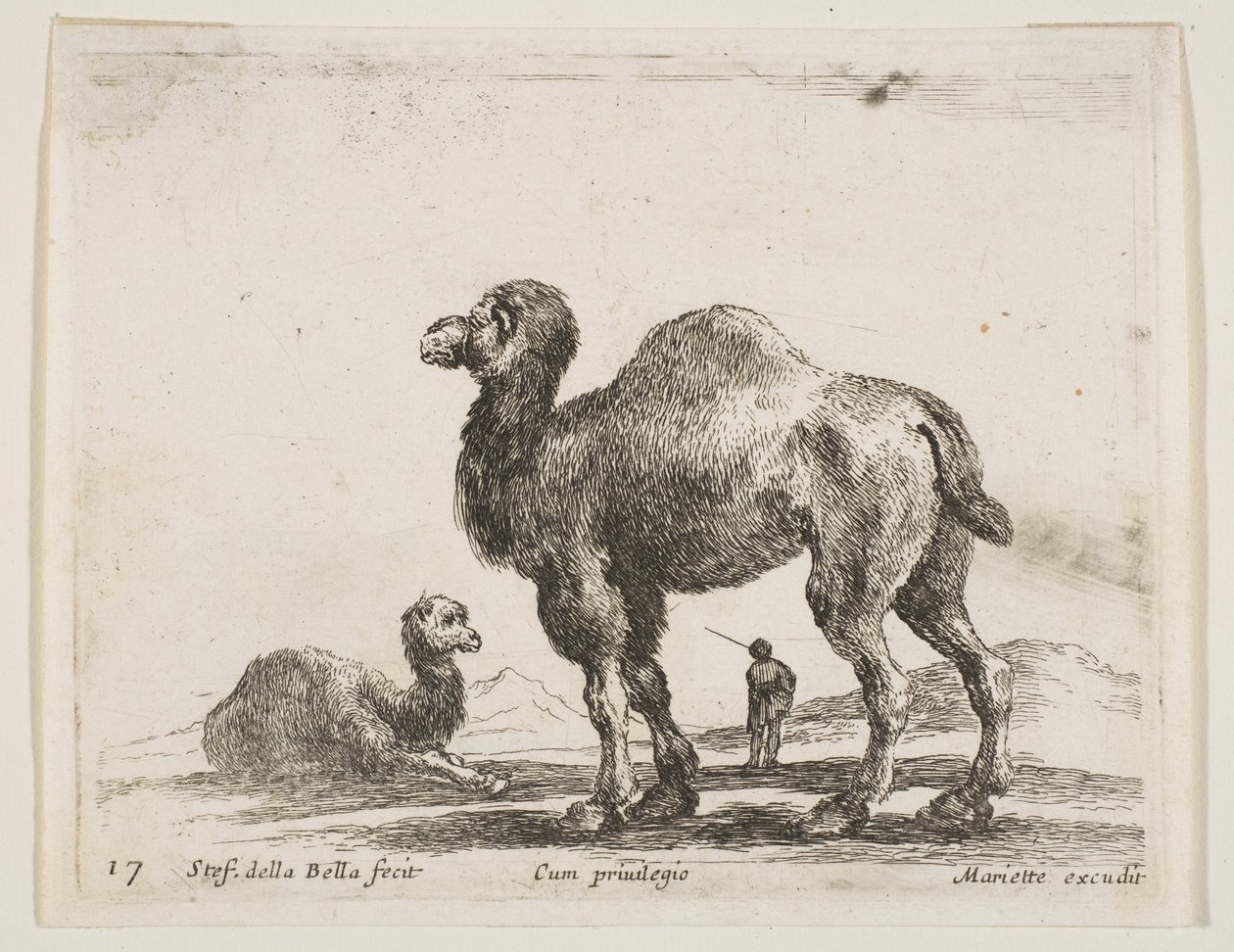 Tavle 17: kameler, fra Diverse dyr Diversi animali, ca. 1641. af Stefano della Bella