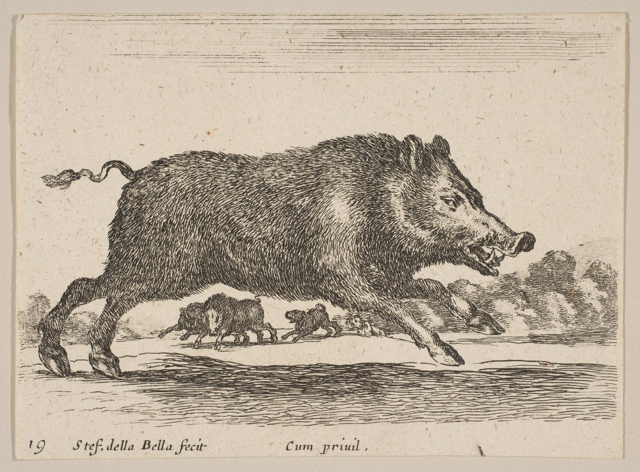Tavle 19: vildsvin, fra Diverse dyr Diversi animali, ca. 1641. af Stefano della Bella
