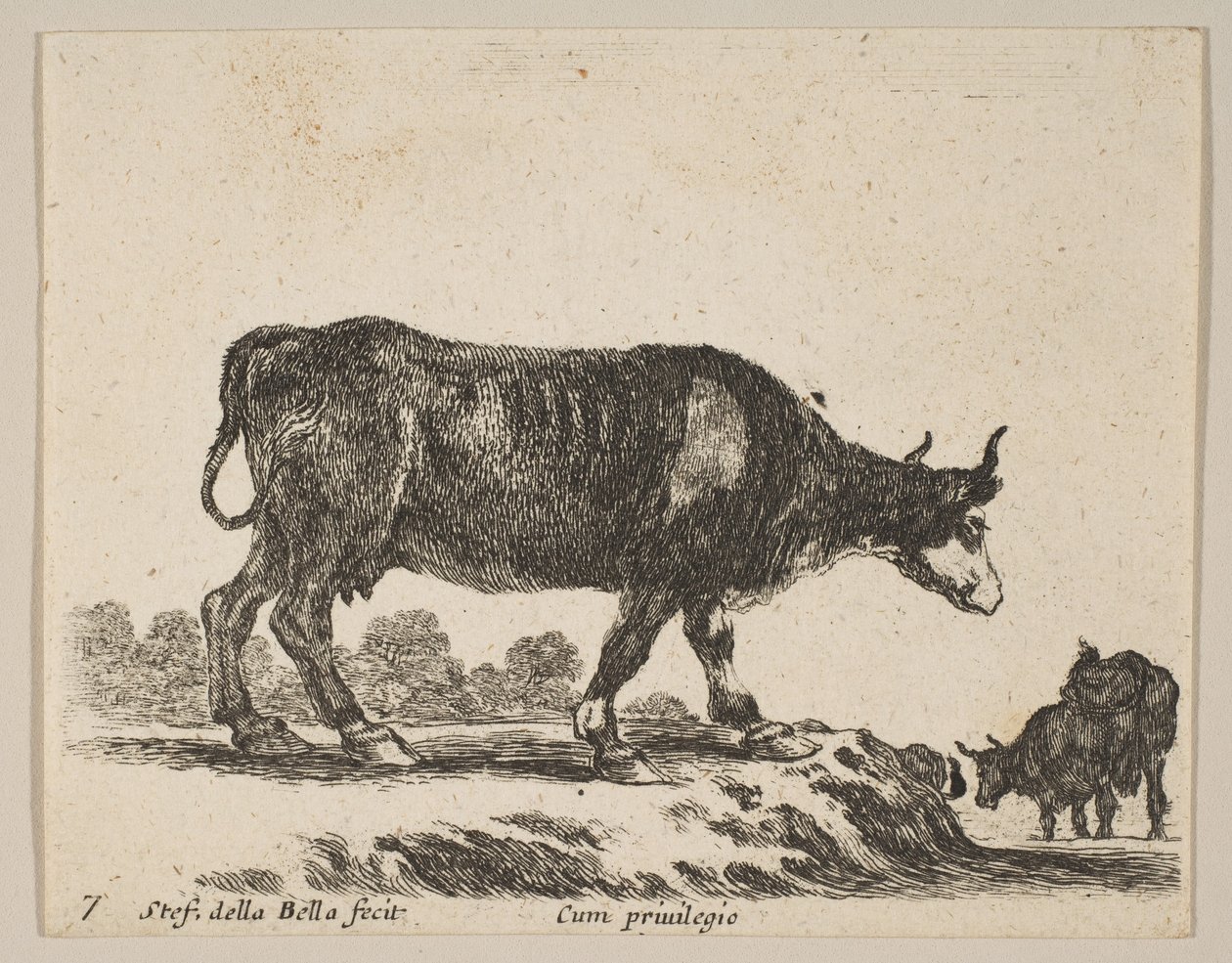 Plade 7: ko, fra Diverse dyr Diversi animali, ca. 1641. af Stefano della Bella