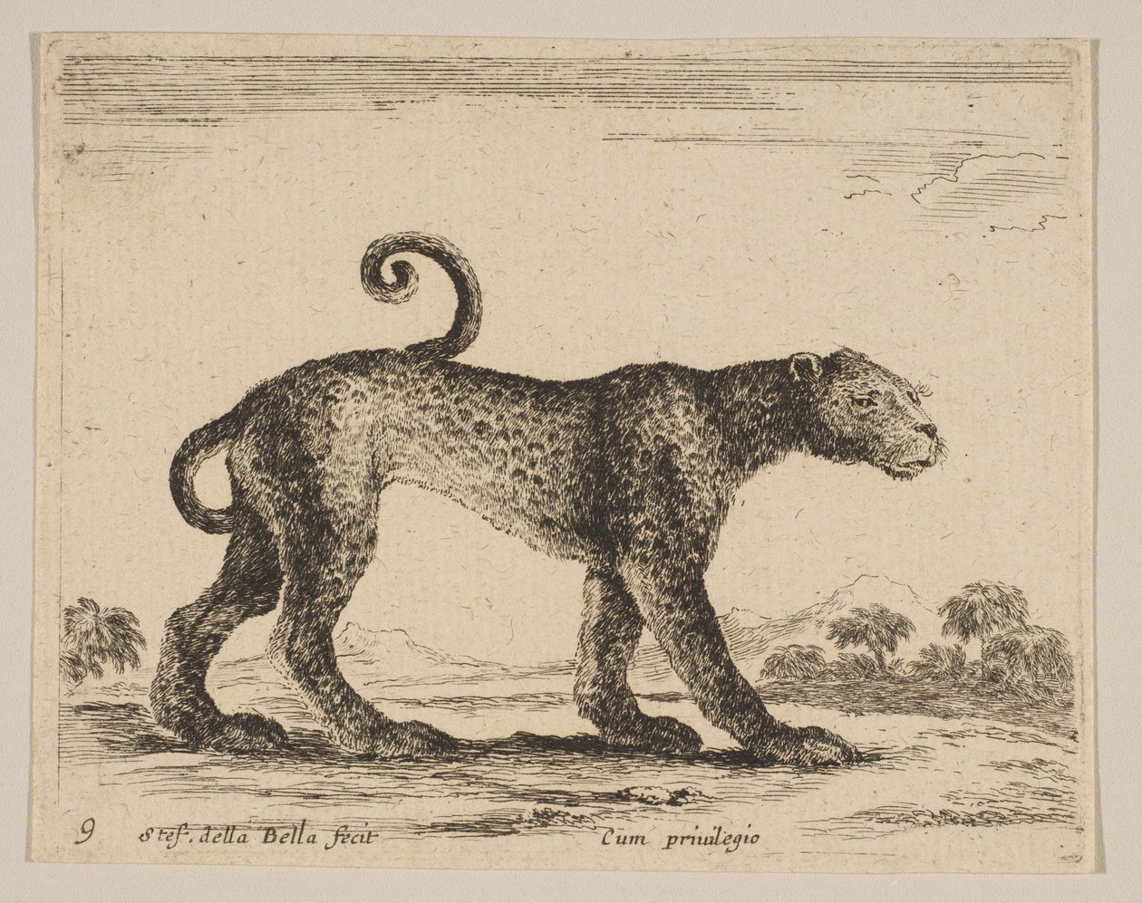 Plade 9: leopard, fra Diverse dyr Diversi animali, ca. 1641. af Stefano della Bella