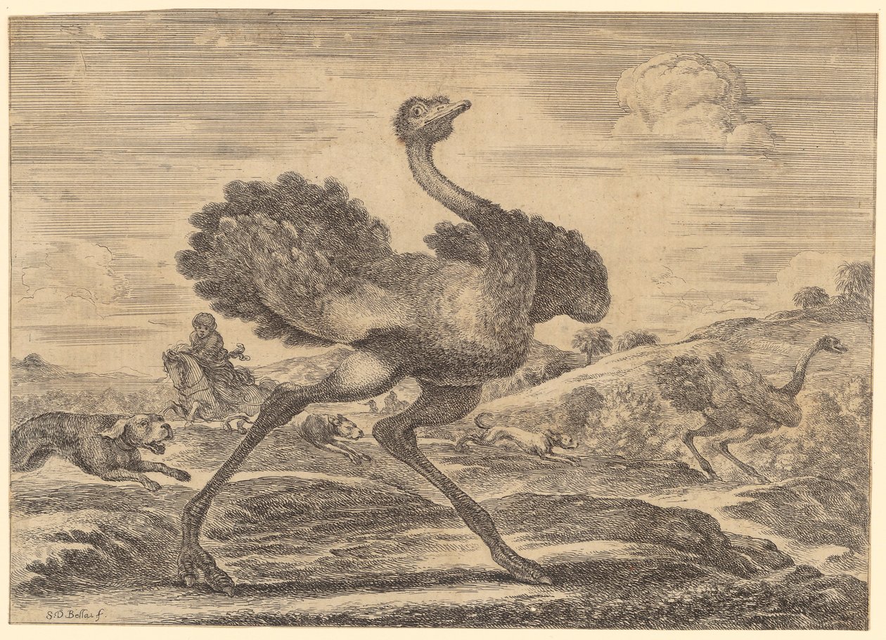 Strudsejagt af Stefano della Bella