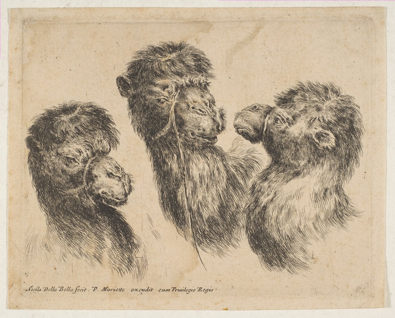 Tre kamelhoveder, ca. 1641. af Stefano della Bella