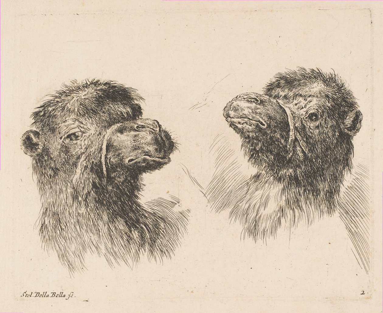 To kamelhoveder, ca. 1641. af Stefano della Bella