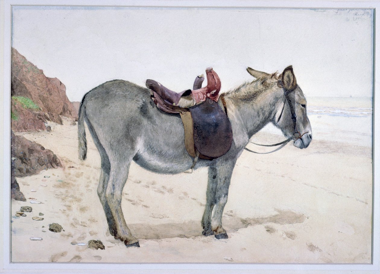 Studier af dyr (S.Ex.2-1885) af Stephen Briggs Carlil