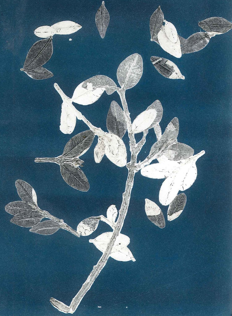 Midnight Garden II, 2015 (monoprint på papir) af Stephen Dow