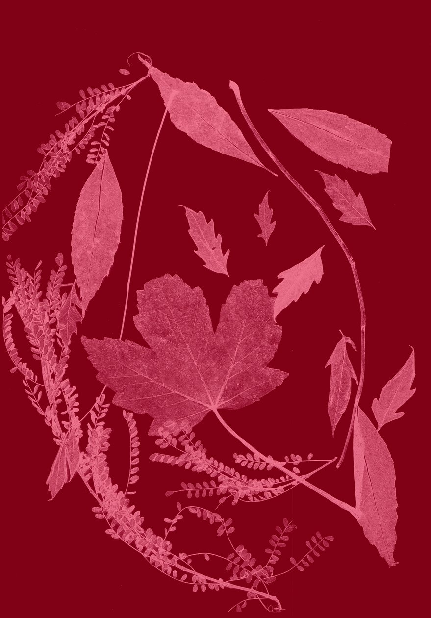 Rødt løv, 2017 (digital) af Stephen Dow