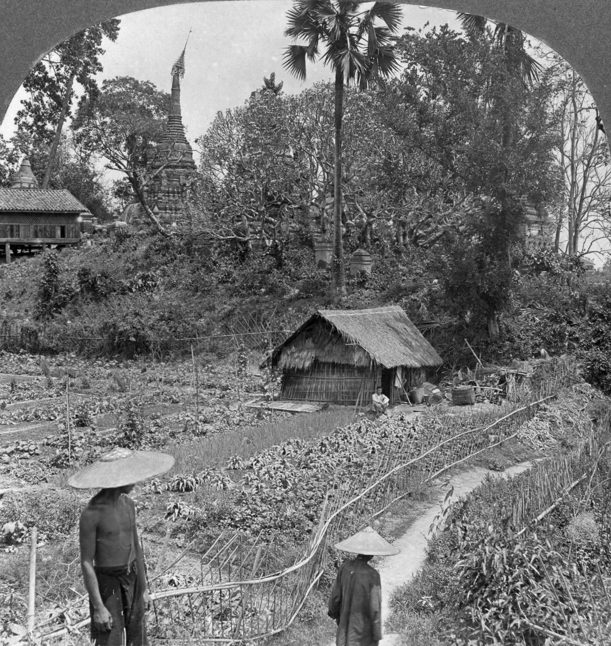 En køkkenhave midt i pagoder, Bhamo, Burma, 1908 af Stereo Travel Co
