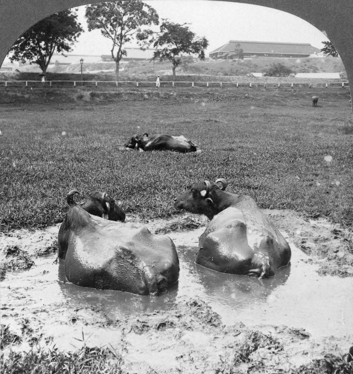 Buffalo wallow, Burma, 1908 af Stereo Travel Co