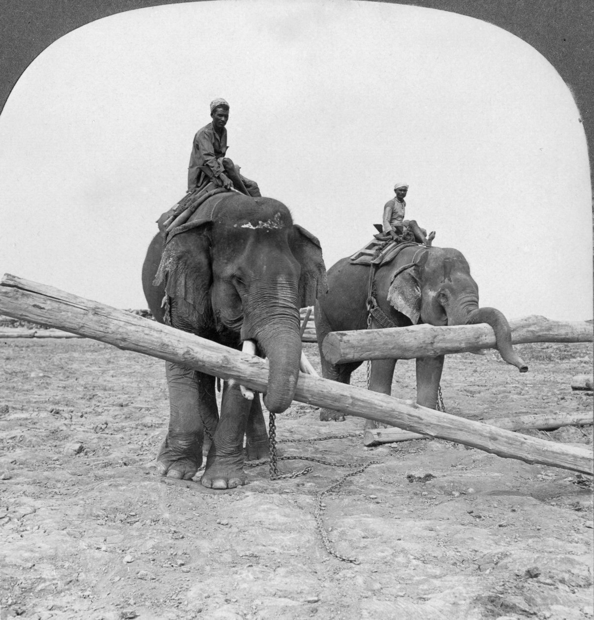 Elefanter, der arbejder i en tømmergård, Rangoon, Burma, 1908 af Stereo Travel Co