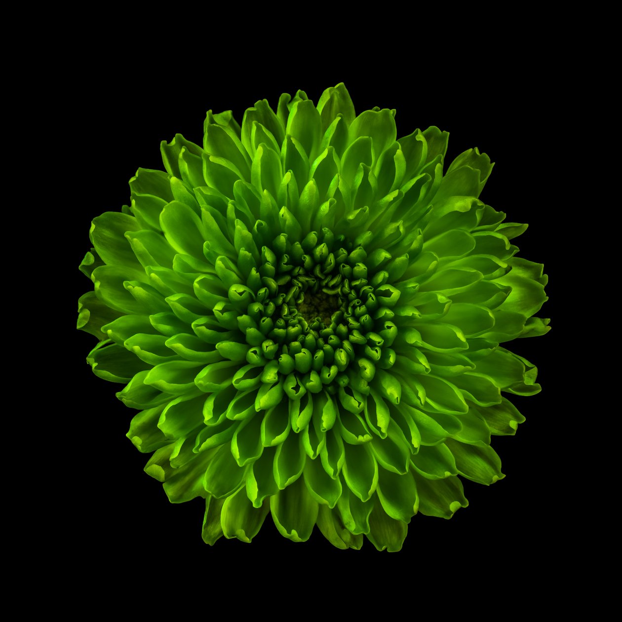 Krysantemum nr. 01, 2020 (foto) af Steve Gallagher