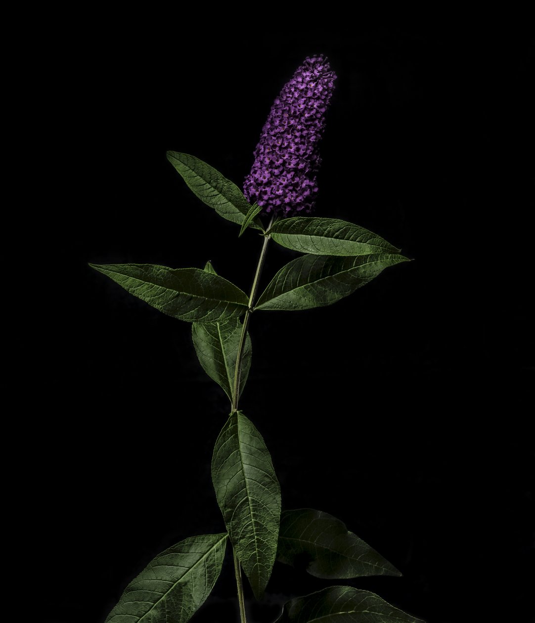Lilla Buddleja, 2020 (foto) af Steve Gallagher
