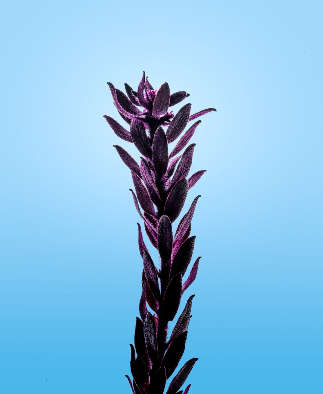 Lilla Elodea, 2021 (foto) af Steve Gallagher