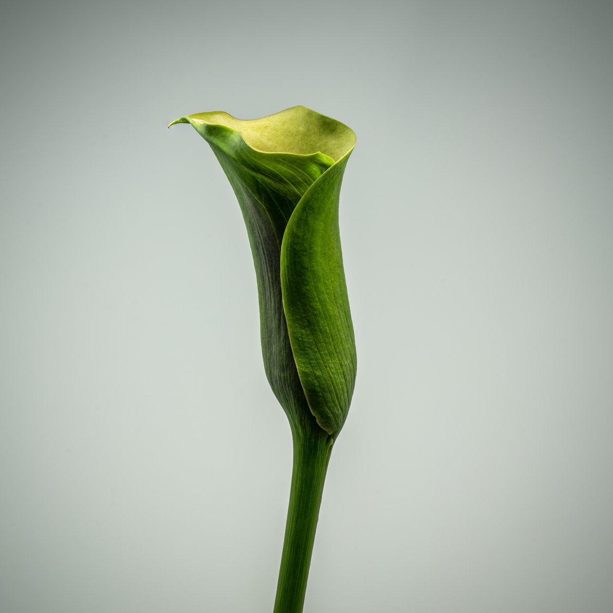 Enkelt grøn Calla Lily, 2020 (foto) af Steve Gallagher