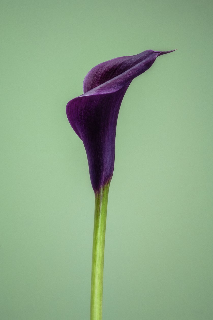 Enkelt lilla Calla Lily, 2021 (foto) af Steve Gallagher