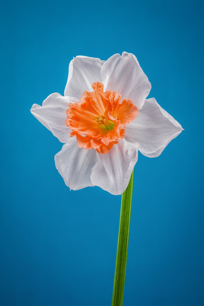 Hvid og orange påskelilje, 2021 (foto) af Steve Gallagher