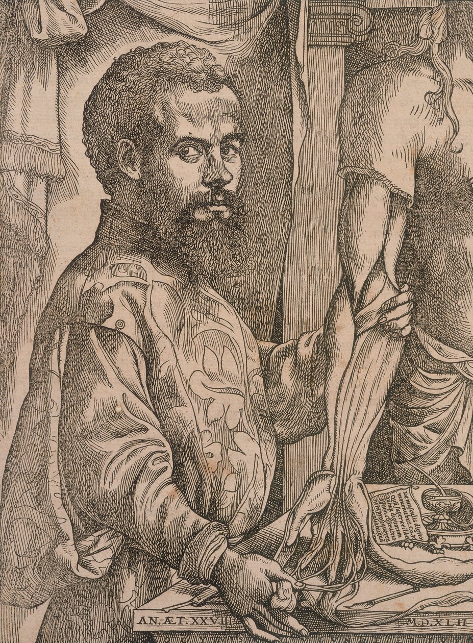 Andreas Vesalius dissekerer musklerne i underarmen på et kadaver, 1543. af Steven van Calcar