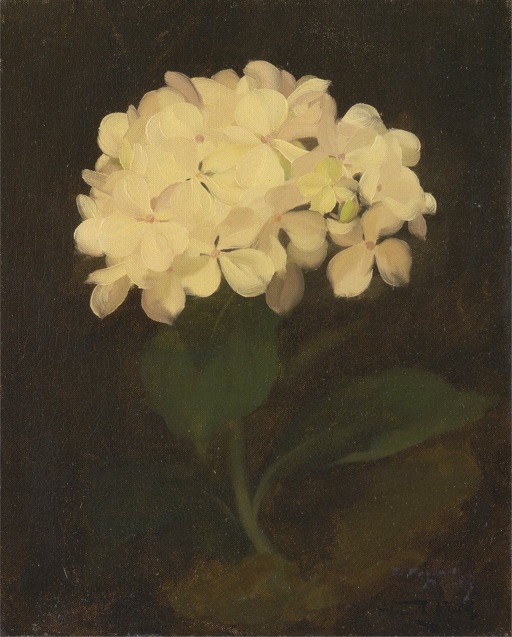 Hvid hortensia af James Stuart Park