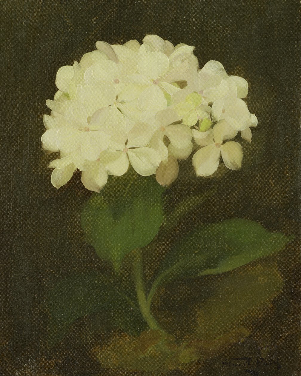 Hvid hortensia (olie på lærred) af Stuart Park