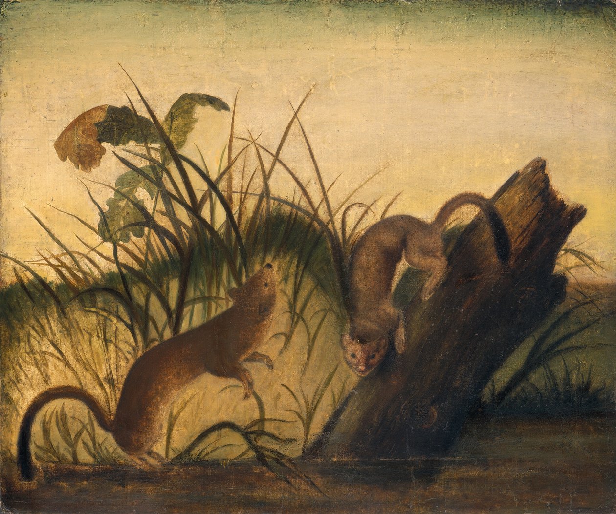 Langhalet væsel af Studio of John James Audubon