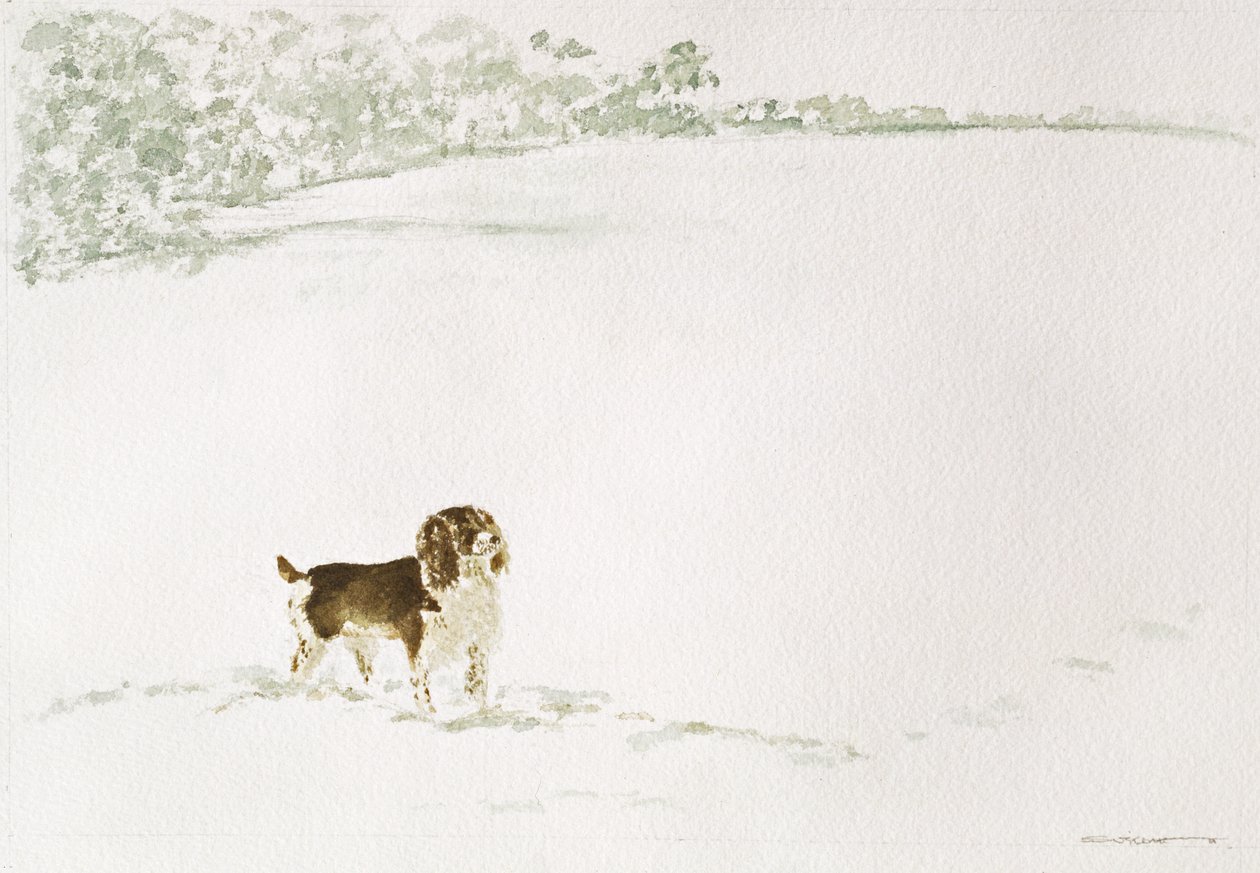 Springer Spaniel i sneen af Suzi Kennett