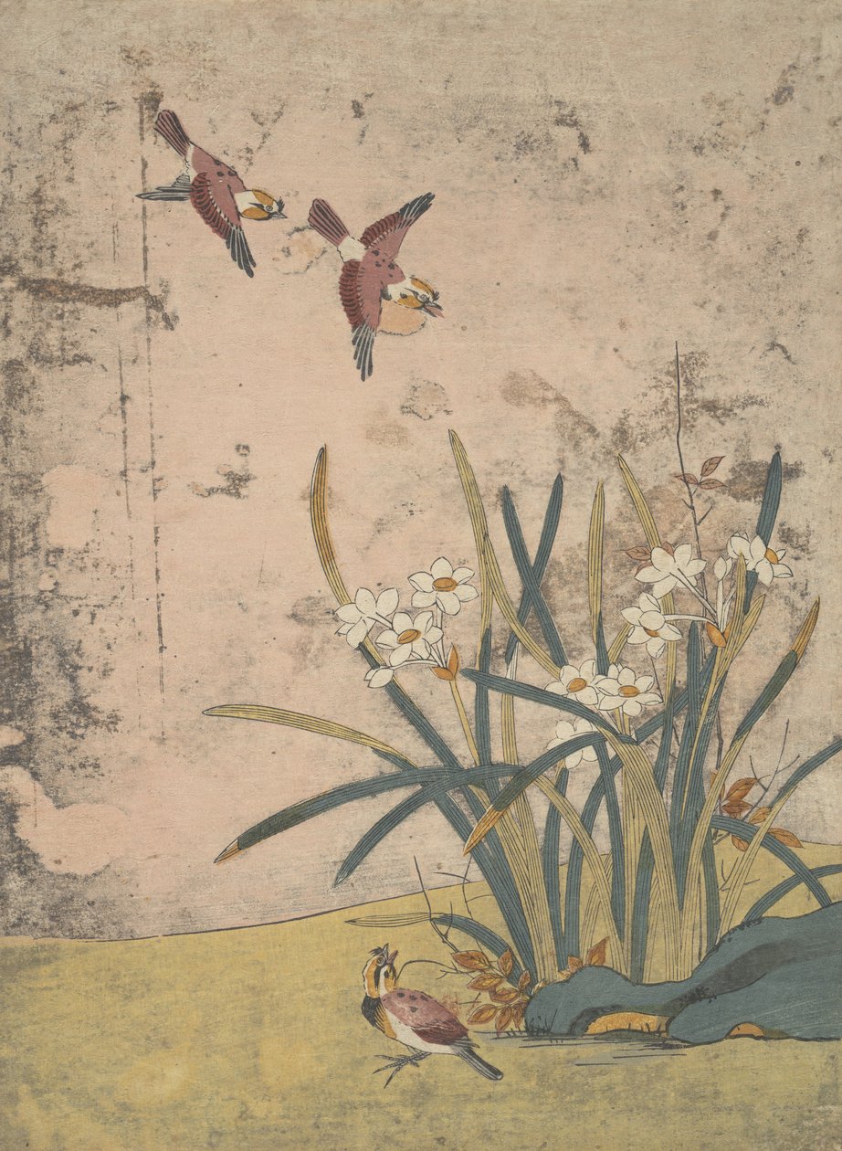 Fugle og Narcissus. af Suzuki Harunobu