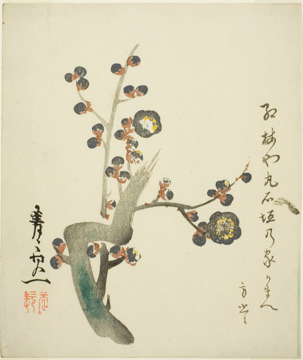 Blomstrende gren af rød blomme af Suzuki Kiitsu
