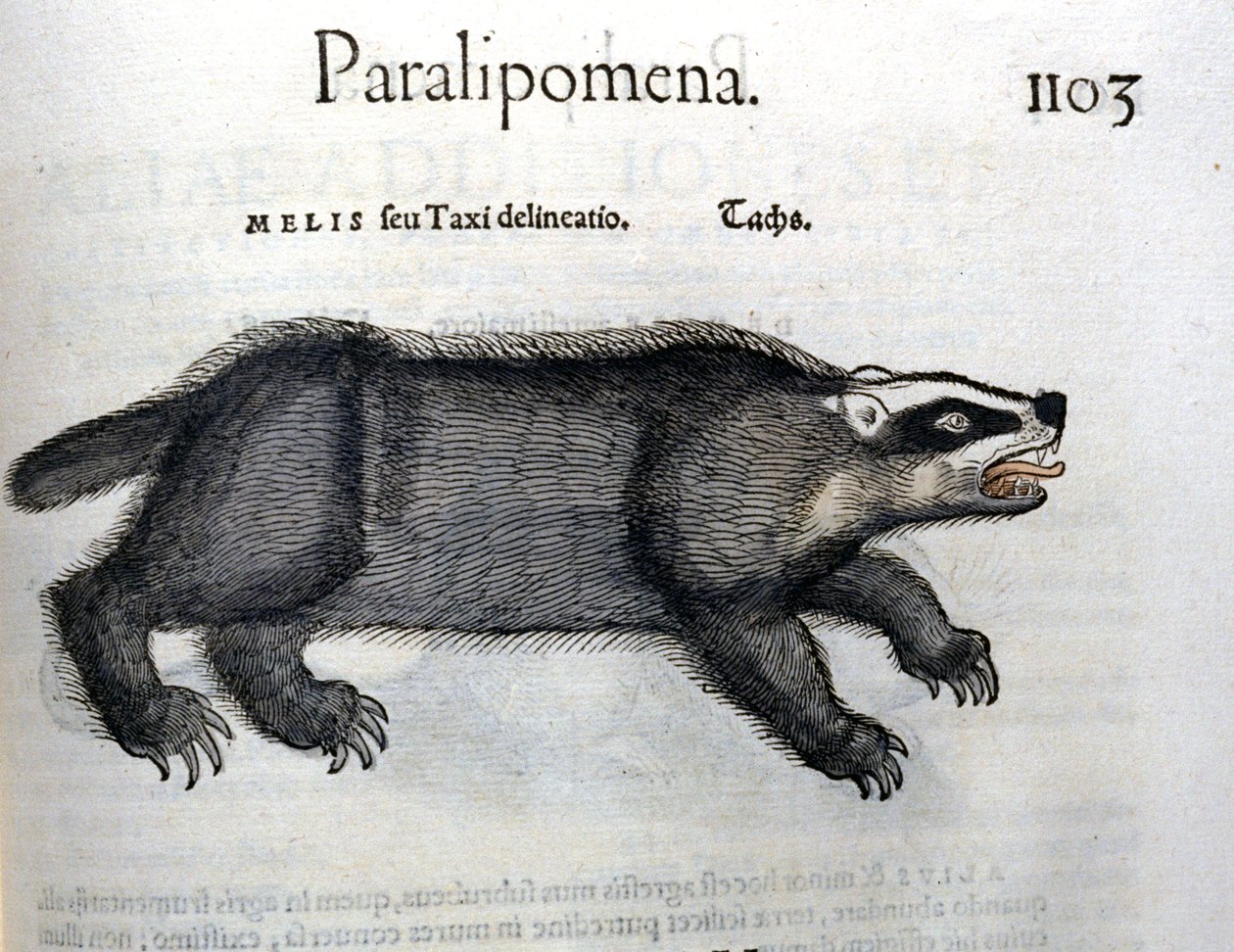 Grævling, illustration fra 