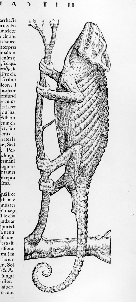 Kamæleon, illustration fra 