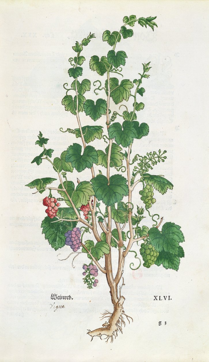 Grape Vine (Vitis Vinifera) botanisk tallerken fra De Historia Stirpium af Leonard Fuchs (1501-66) 1543 af Swiss School