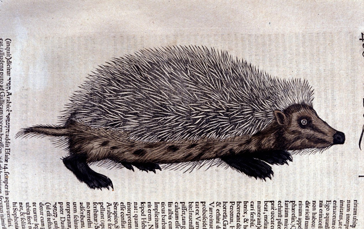 Pindsvin, illustration fra 
