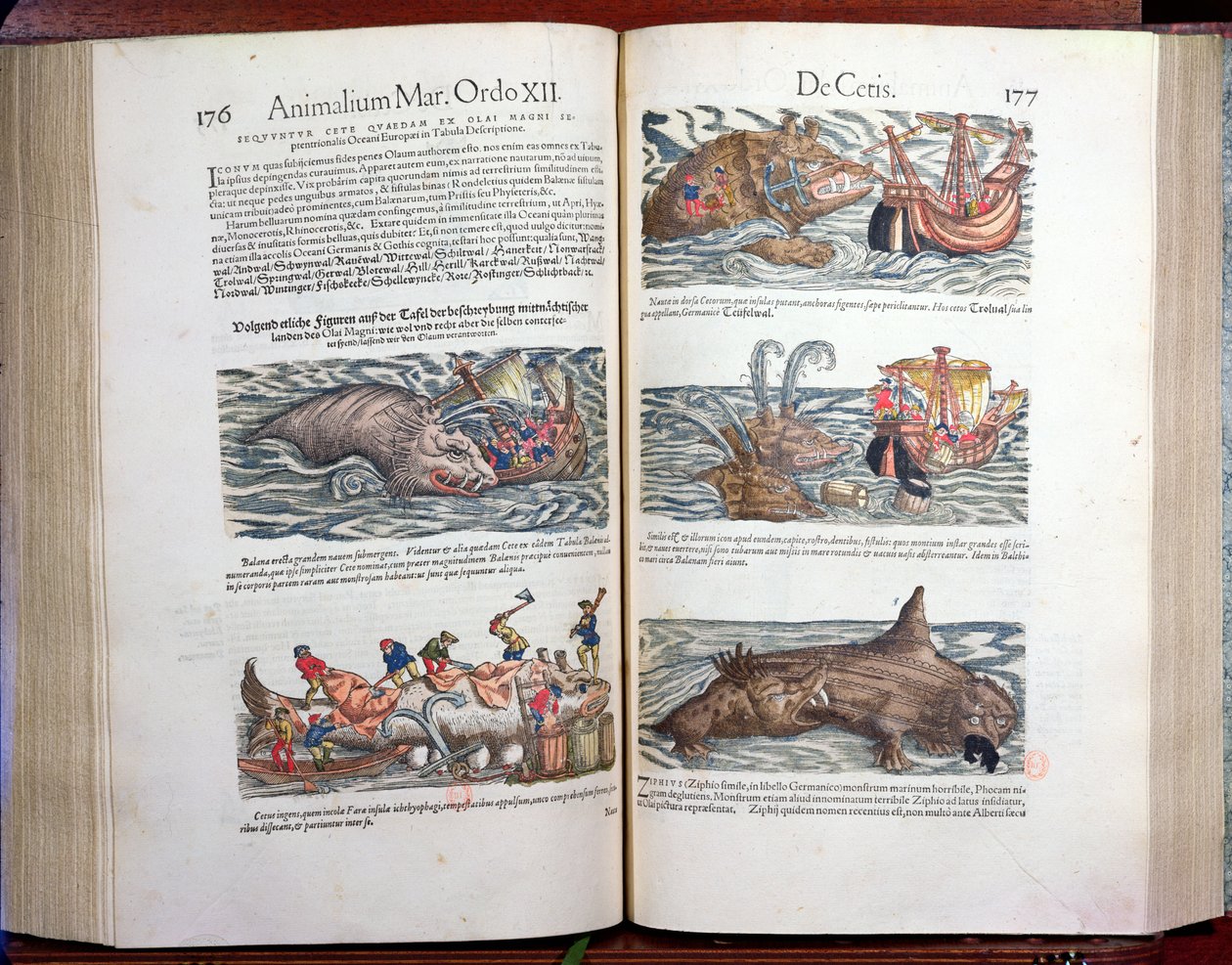 Sammenføjning af en hval og hvalfangst, fra Appendix historiae quadrupedum, viviparorum et ovipororum af Conrad Gesner (1516-65) schweizisk naturforsker, 1554 (farvegravering) af Swiss School